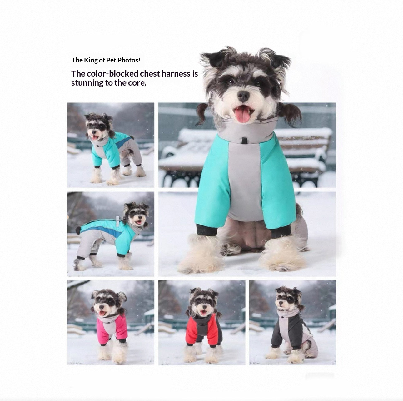Pet Product - Premium Pet Accessory