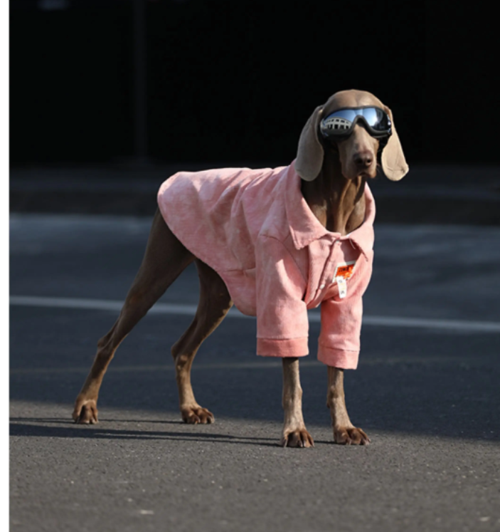 Dog Clothes For Large Breeds Labrador - Majestic Pet Kingdom