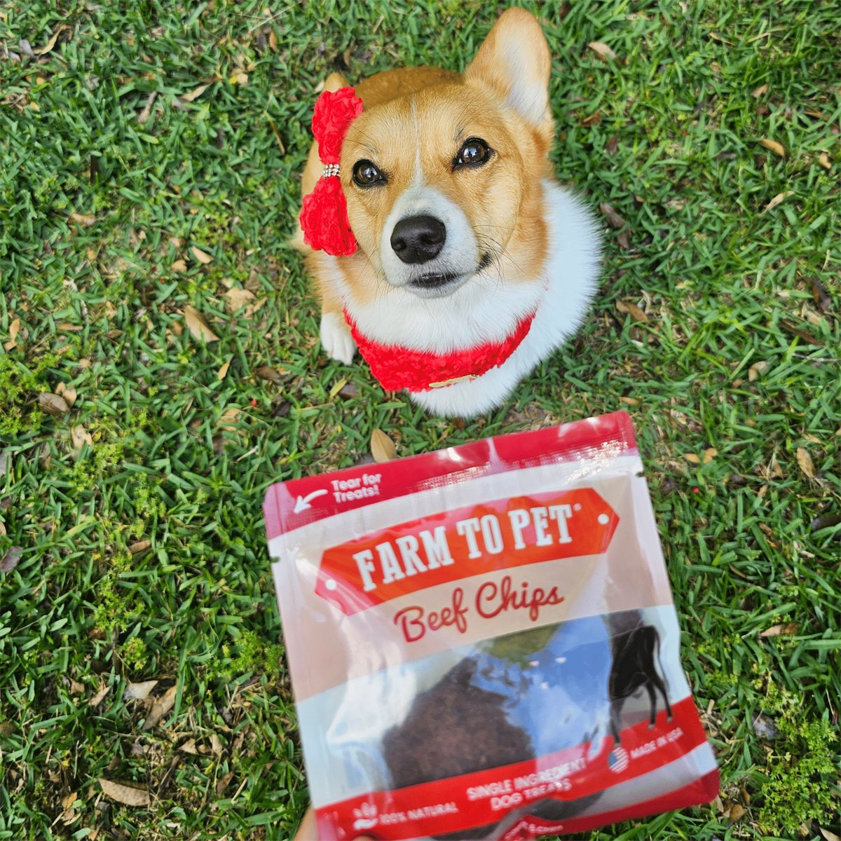 Dog Treats Beef Chips Snack Pack Bundles Training Travel 3pk - Detail Angle 7 | Majestic Pet Kingdom