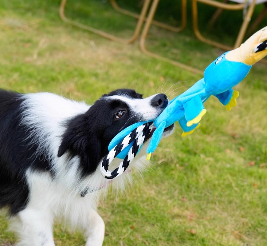 Dog Chew Toy Squeaky Textured Rubber Molar Teething Play Bone - Detail Angle 6 | Majestic Pet Kingdom