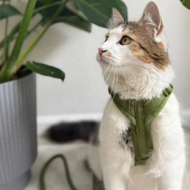 Green - Velvet Dog Harness | Purrfect Pet Kingdom