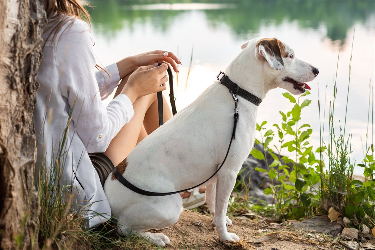Dog Collar Celtic Sport Leather Quick-Release Buckle Strap - Detail Angle 7 | Majestic Pet Kingdom