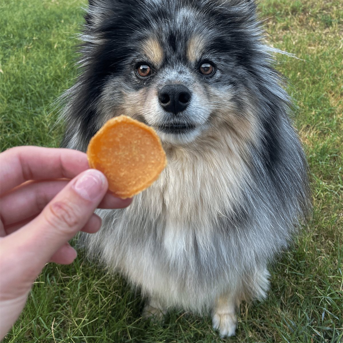 Dog Treats Chicago Chicken Chips All-Natural Crunchy Bites