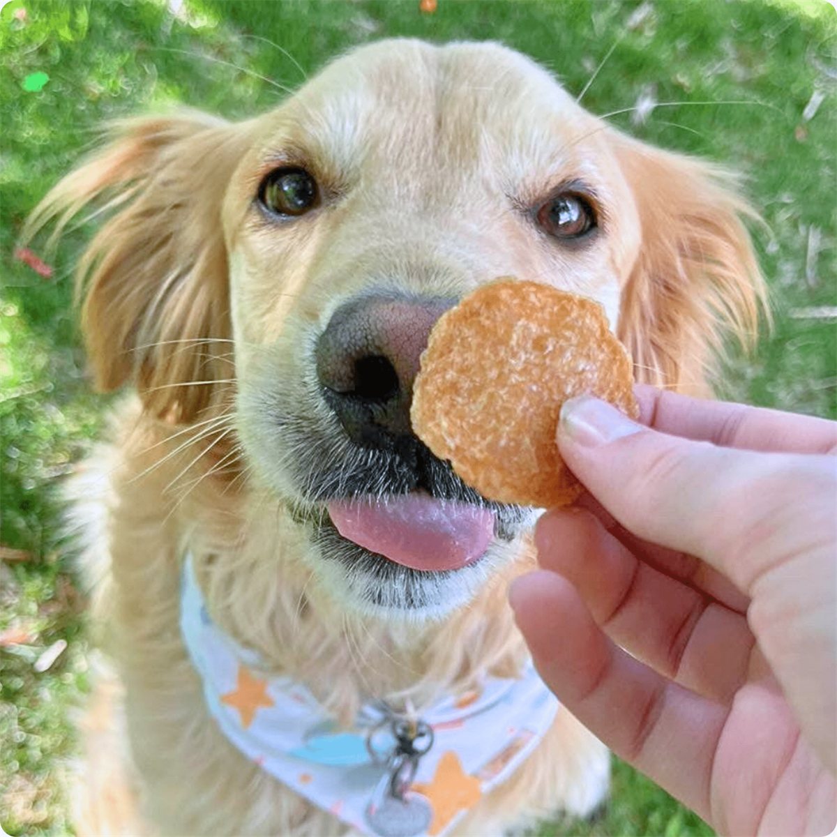 Dog Treats Chicken Chips Single-Ingredient Natural Snack 4oz - Detail Angle 6 | Majestic Pet Kingdom