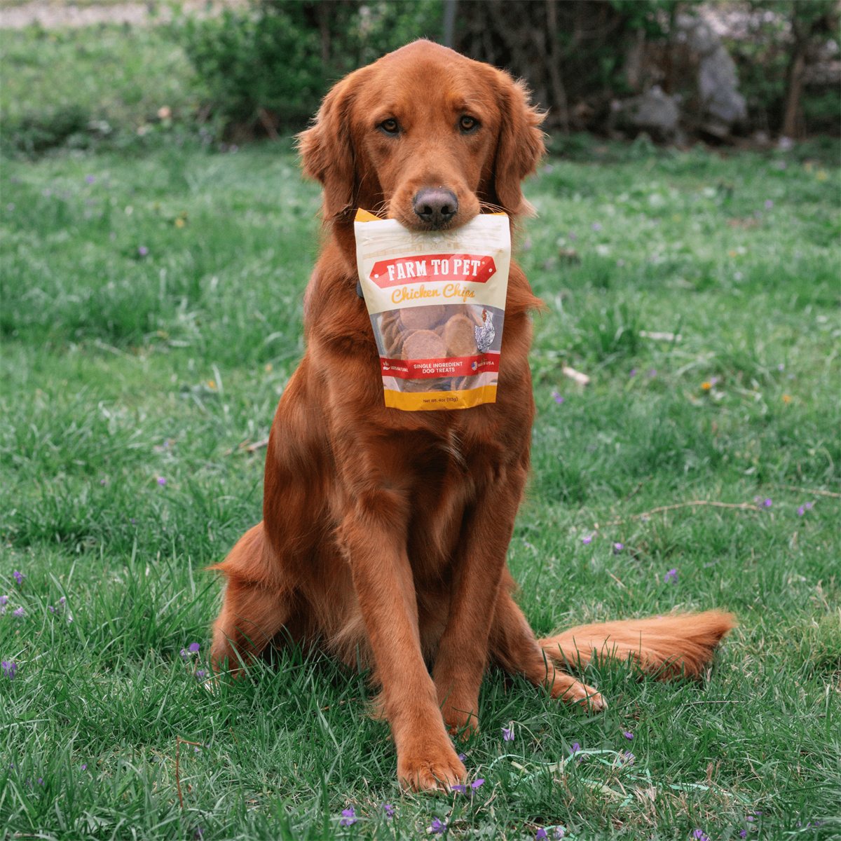 Dog Treats Chicken Chips Single-Ingredient Natural Snack 4oz