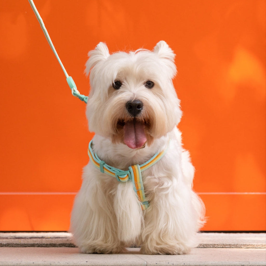 Retro Record Hand Holding Rope Small And Medium-sized Dogs Collar Vest - Majestic Pet Kingdom