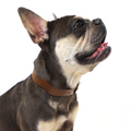 Dixie Brown Ergonomic Walking Harness Premium Design | Majestic Pet Kingdom™