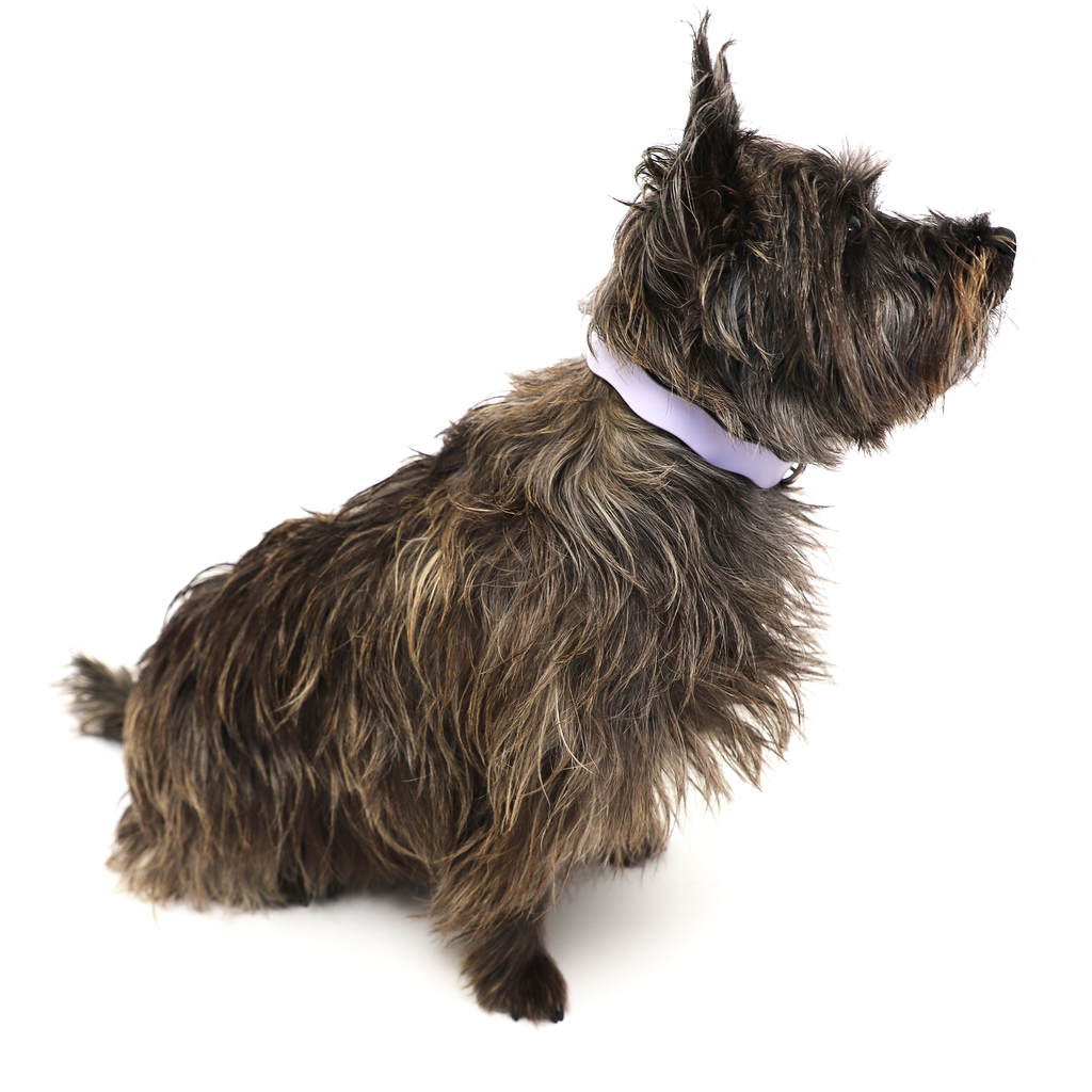 Dixie Lilac Ergonomic Walking Harness Premium Design | Majestic Pet Kingdom™