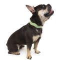 Dixie Sage Ergonomic Walking Harness Premium Design | Majestic Pet Kingdom™