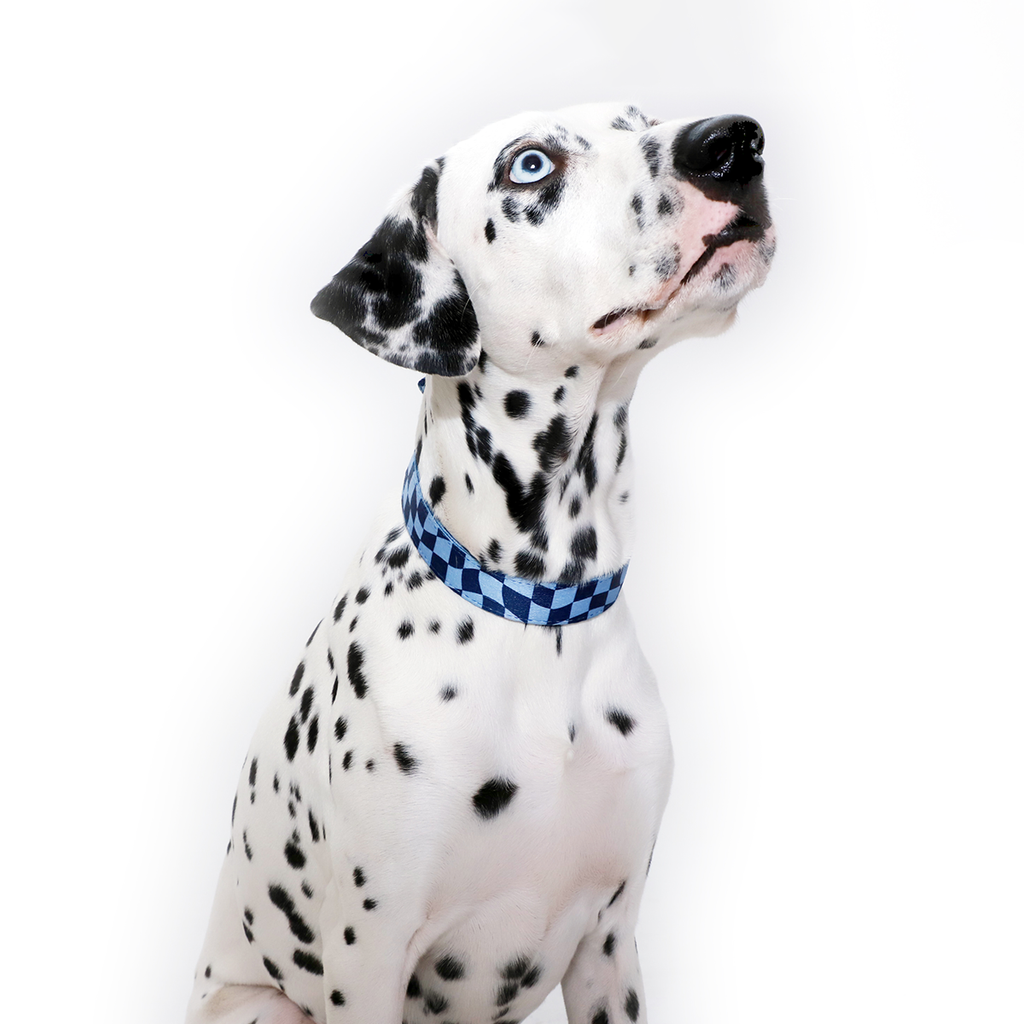 Leo Ergonomic Walking Harness Premium Design | Majestic Pet Kingdom™
