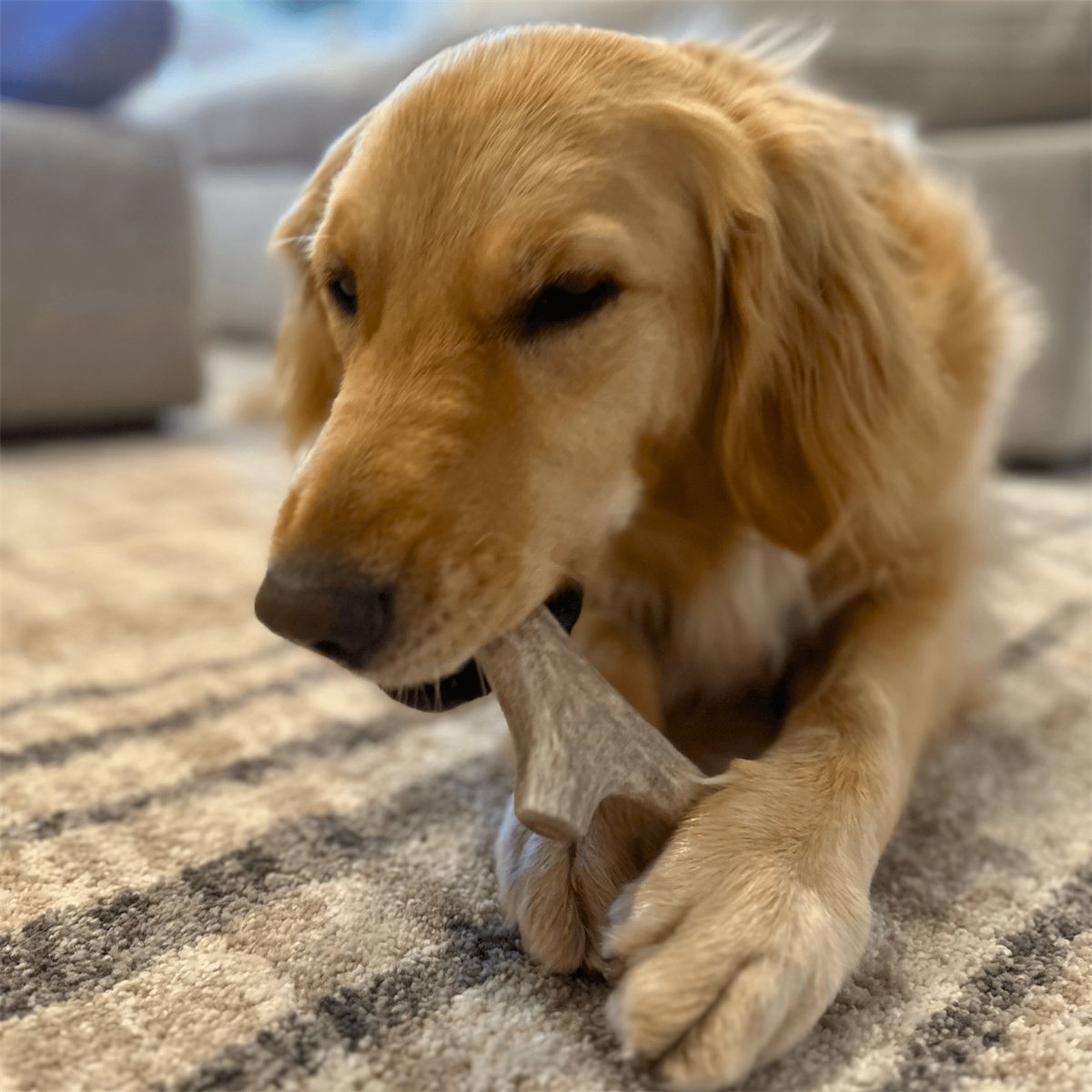 Dog Antler Chews Deer Organic Natural Long Lasting Chew Bone - Detail Angle 5 | Majestic Pet Kingdom