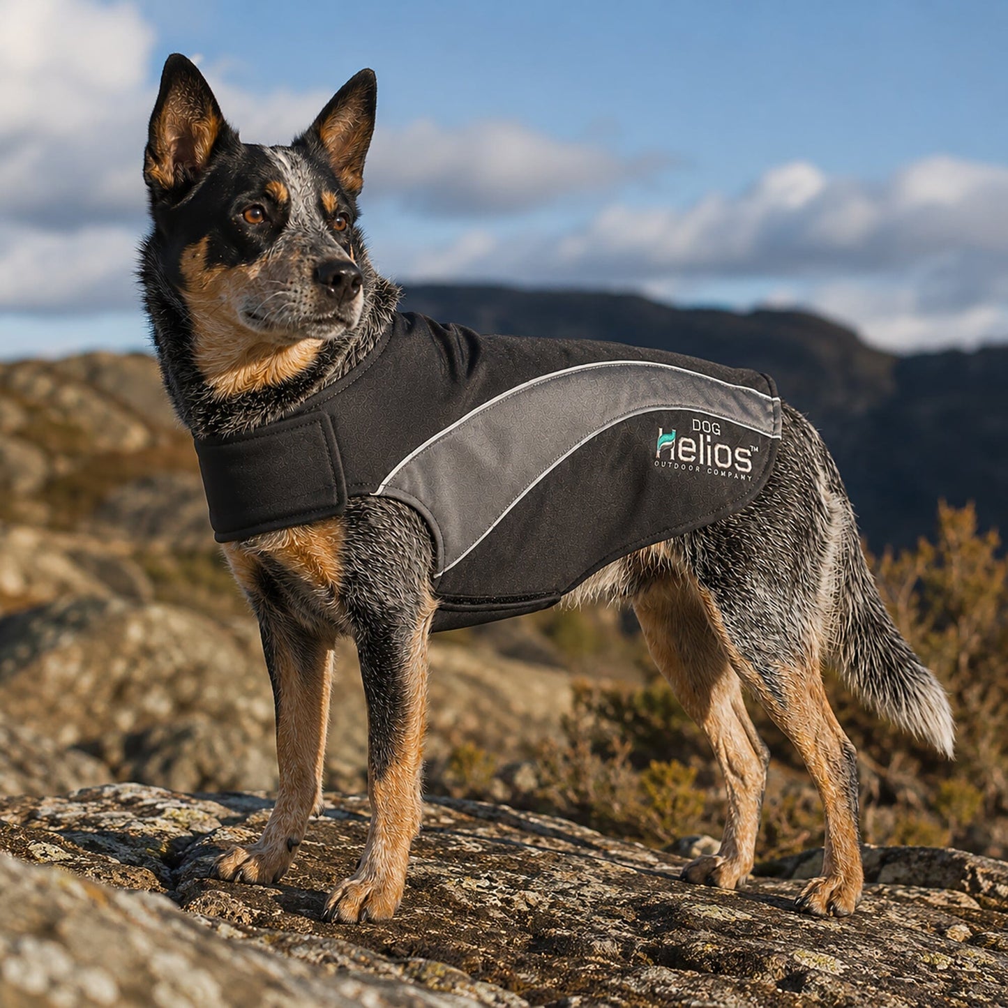 Dog Helios ® Octane Reflective Soft-Shell Neoprene Performance Dog Coat