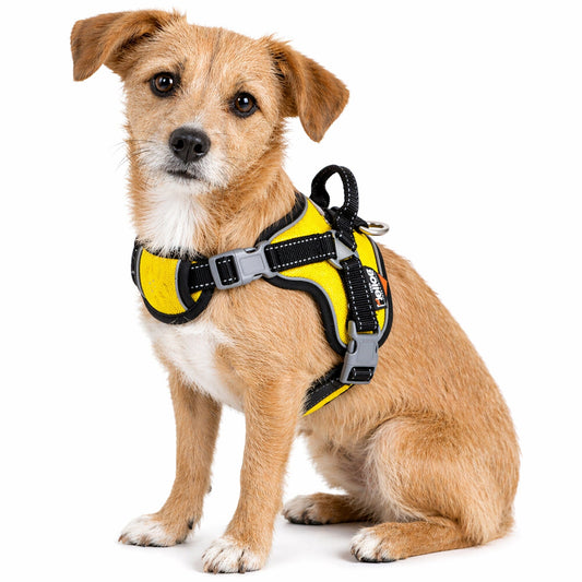 dog-sport-harness-scorpion-permance-free-range-walking-luxury-view-1 | Majestic Pet Kingdom