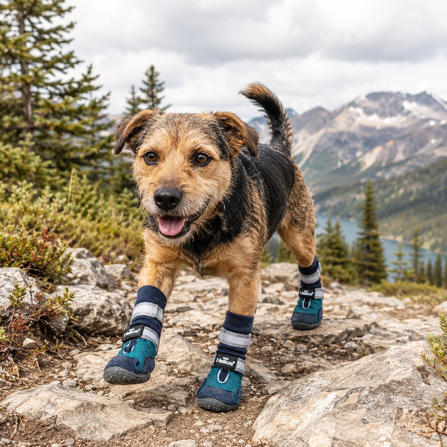 Dog Helios 'Traverse' Premium Grip High-Ankle Outdoor Dog Boots - Set Of 4