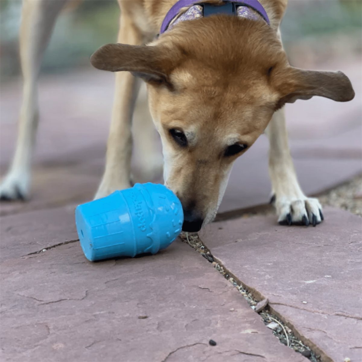 Dog Treat Dispenser Interactive Food Puzzle Feeder Ball Toy