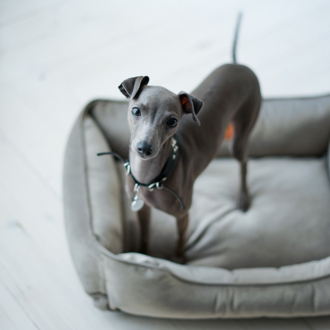 Velvet Sleeper Dog Bed – Orthopedic Support, Gray - Majestic Pet Kingdom