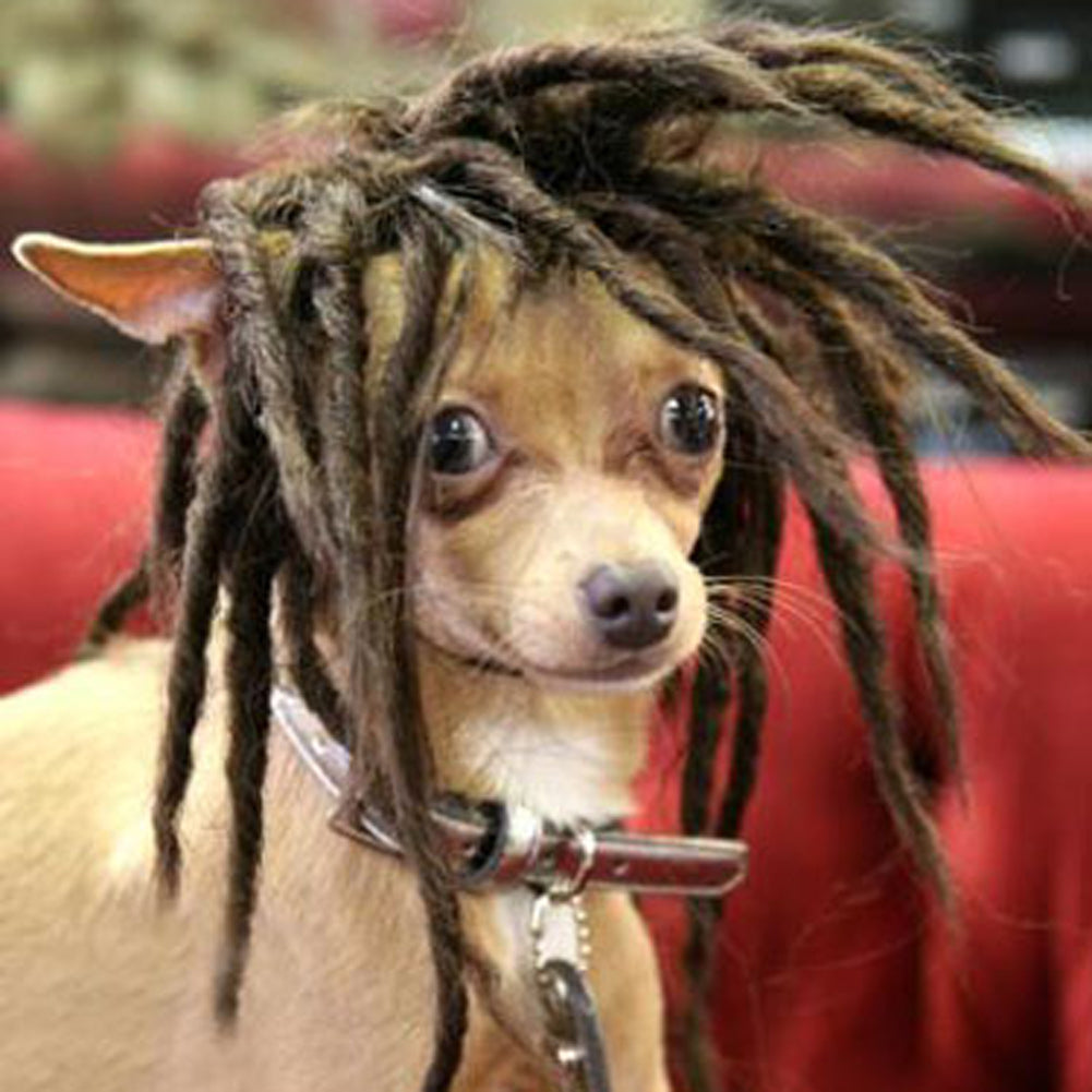Dog Wig Costume High-Temperature Synthetic Hair Headpiece