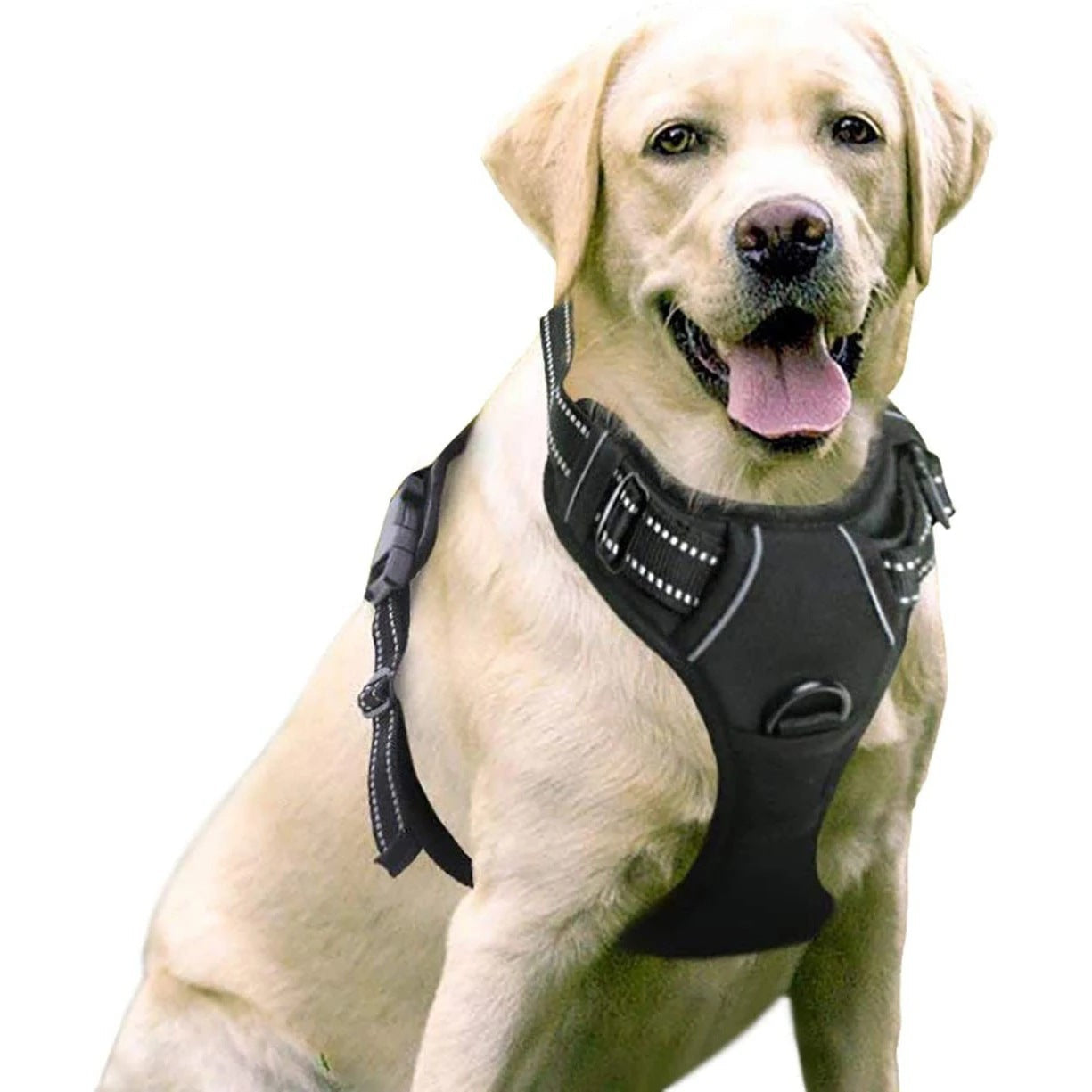 Dog Leash Heavy Duty Nylon Walking Lead with Padded Handle - Detail Angle 3 | Majestic Pet Kingdom