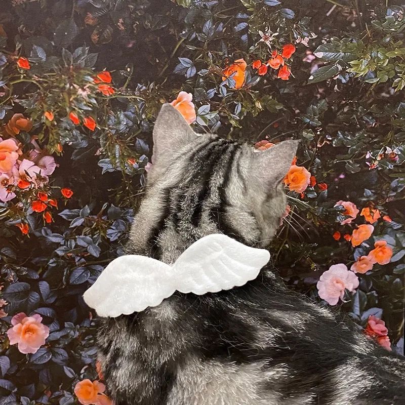 Luxury Pet Essentials - Purrfect Pet Kingdom™