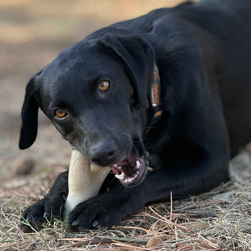 Pet Supply Product | The Finest Market