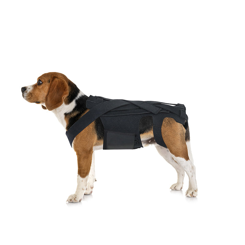 Back Brace For Dogs With IVDD, Arthritis, Back Pain, Surgical Recovery And Rehabilitation, Dachshund Back Pain Relief, IVDD Harness - Purrfect Pet Kingdom™