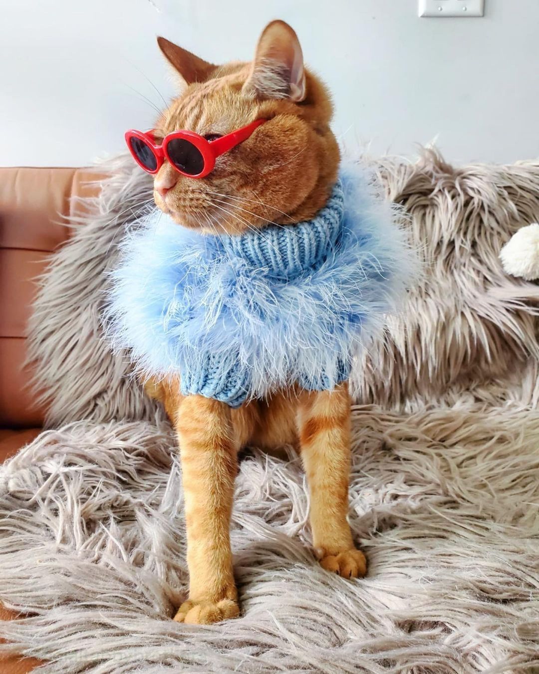 Haute Couture Feathered Luxury Pet Sweater - Majestic Pet Kingdom