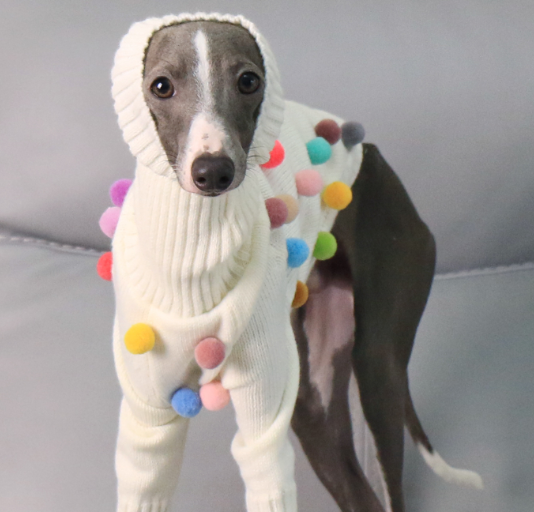 Pet Product - Premium Pet Accessory
