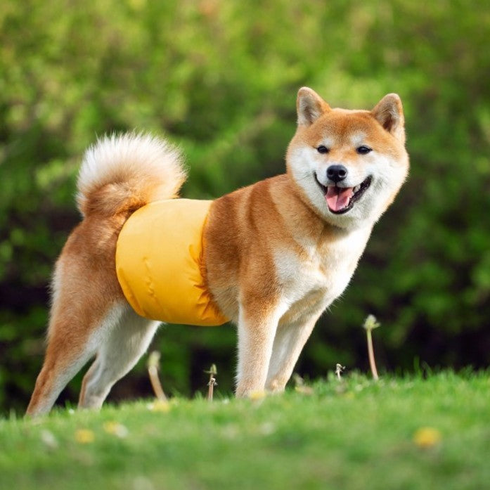 Absorbency Of Washable Diapers And Incontinence Pants For Pet Dogs - Majestic Pet Kingdom