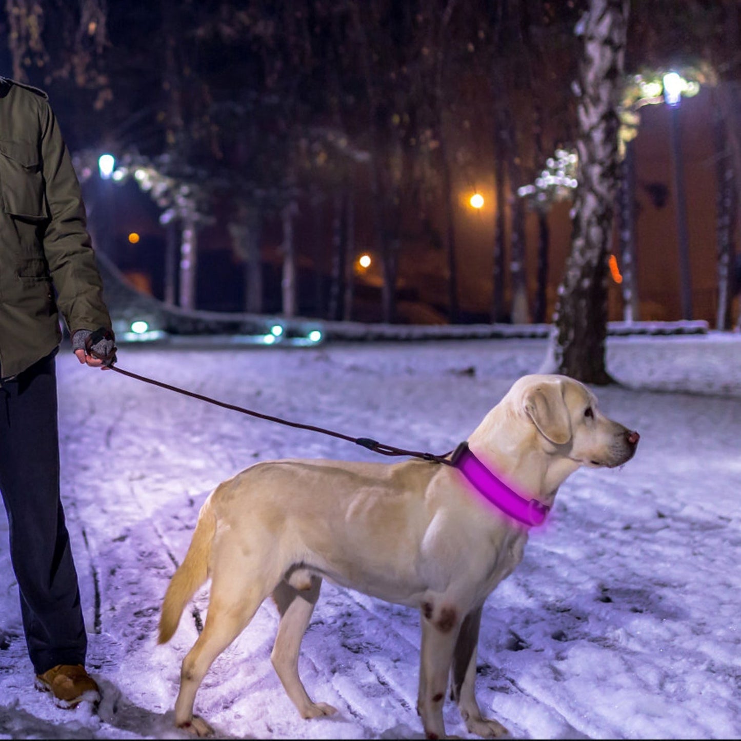GBruno LED Dog Collar USB | Purrfect Pet Kingdom