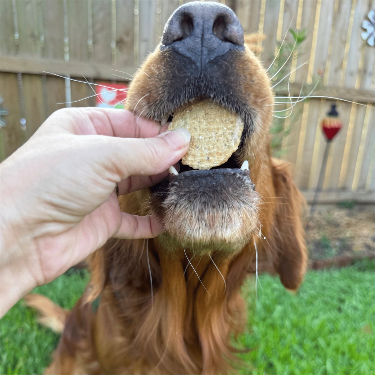 Dog Treats Fish Chips Wild-Caught Single-Ingredient Chews 4oz - Detail Angle 7 | Majestic Pet Kingdom