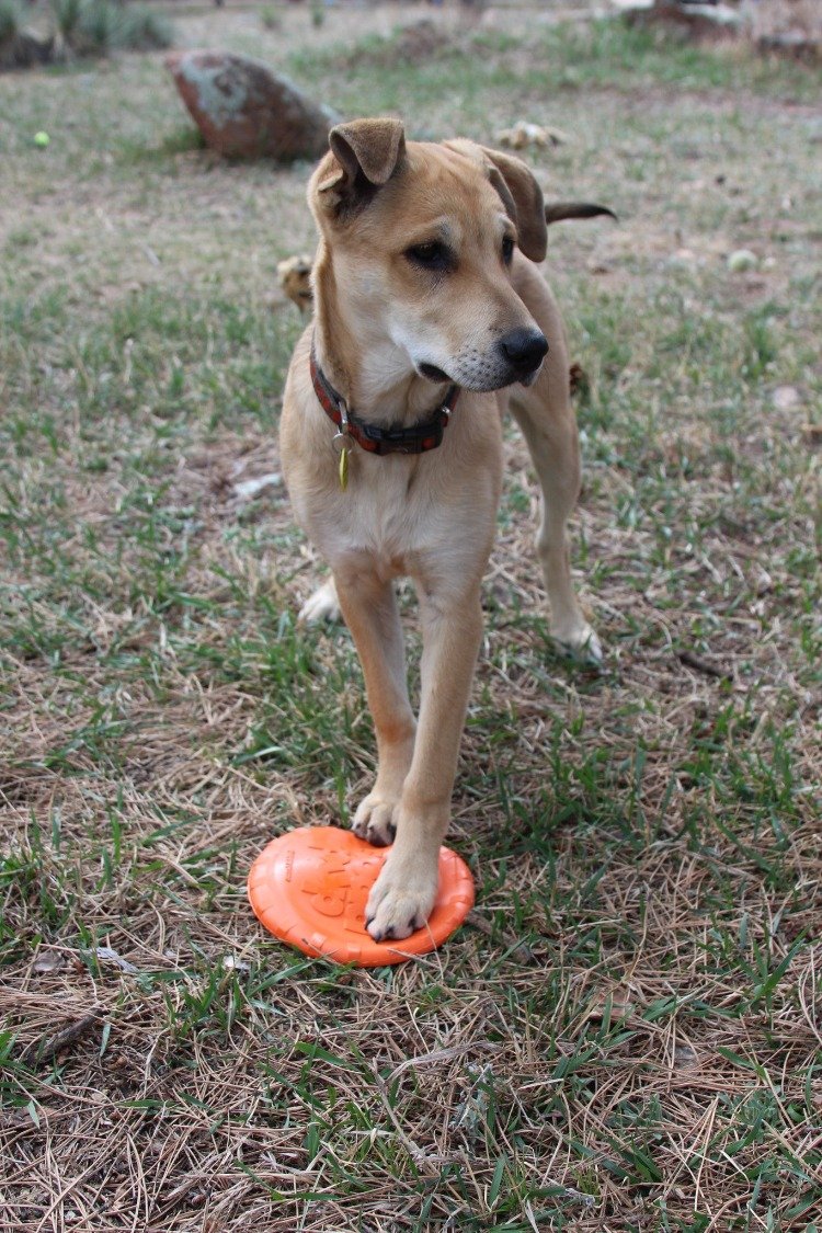 Pet Supply Product | The Finest Market
