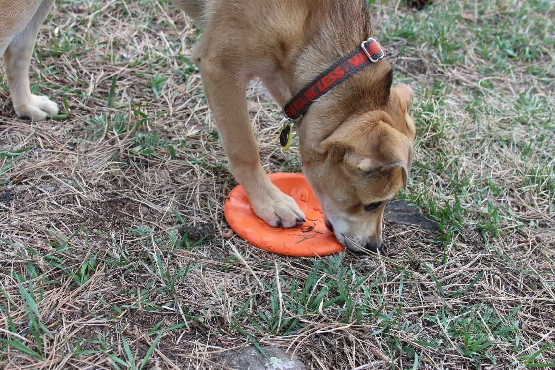 Pet Supply Product | The Finest Market