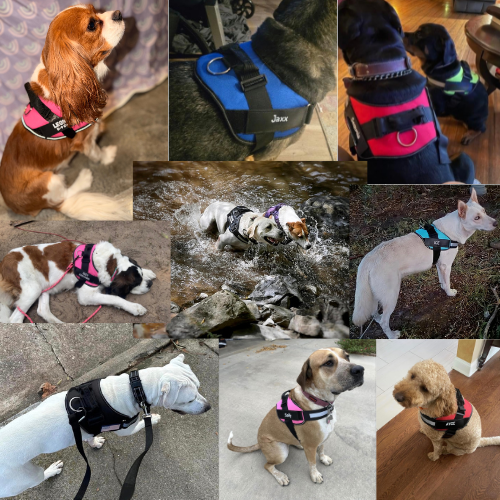Easy On, No-Pull Dog Harness Ergonomic Walking Harness | Majestic Pet Kingdom™