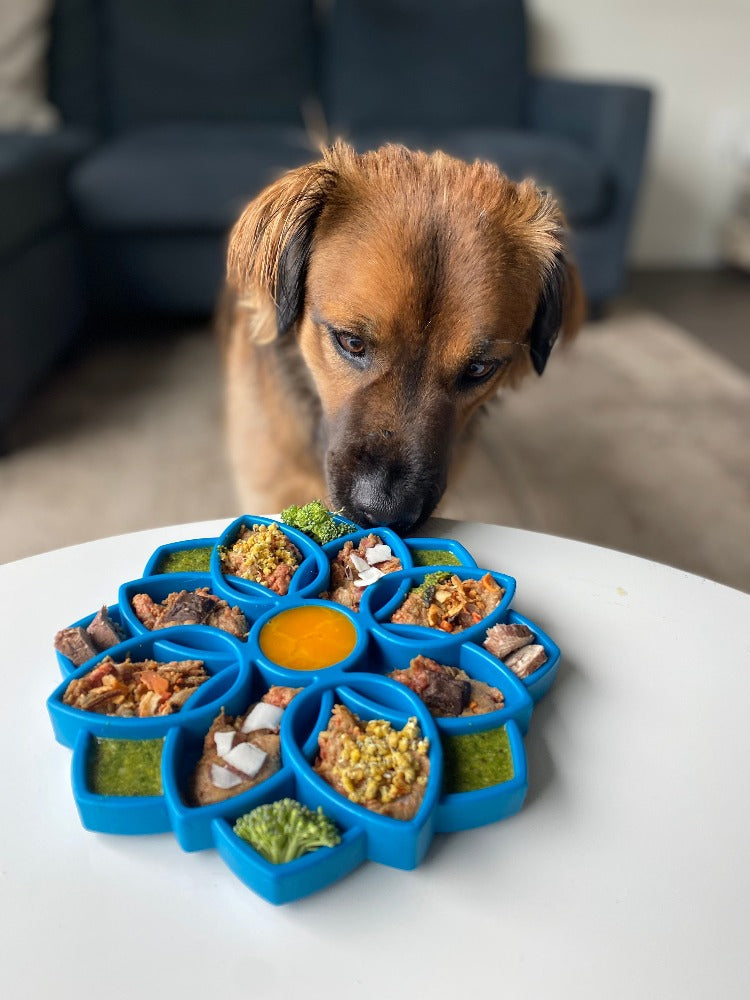 Mandala eTray Shallow Slow Feeder Dog Bowl for Enrichment | - Majestic Pet Kingdom
