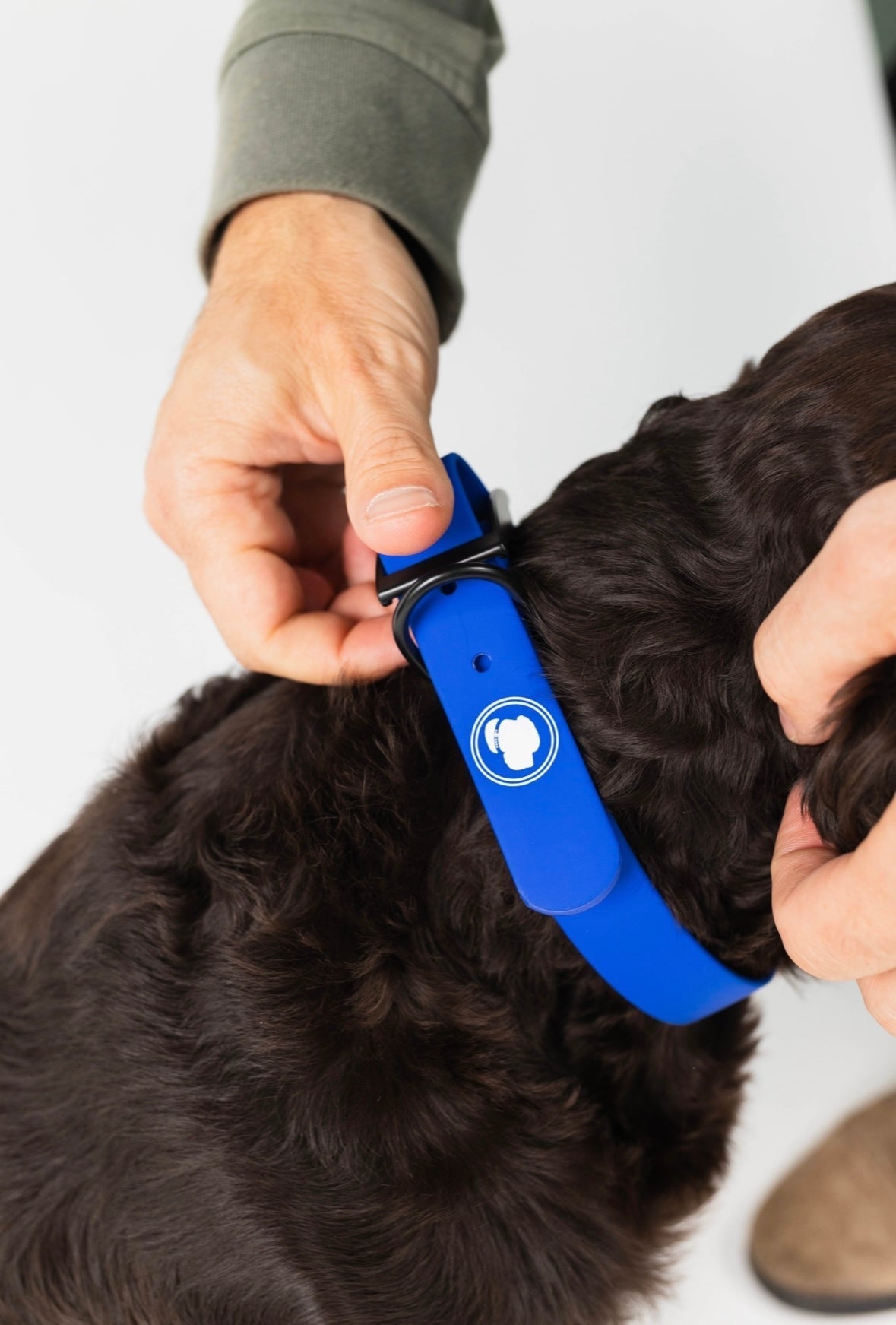 Royal Blue Collar (Weather + Odor Resistant)