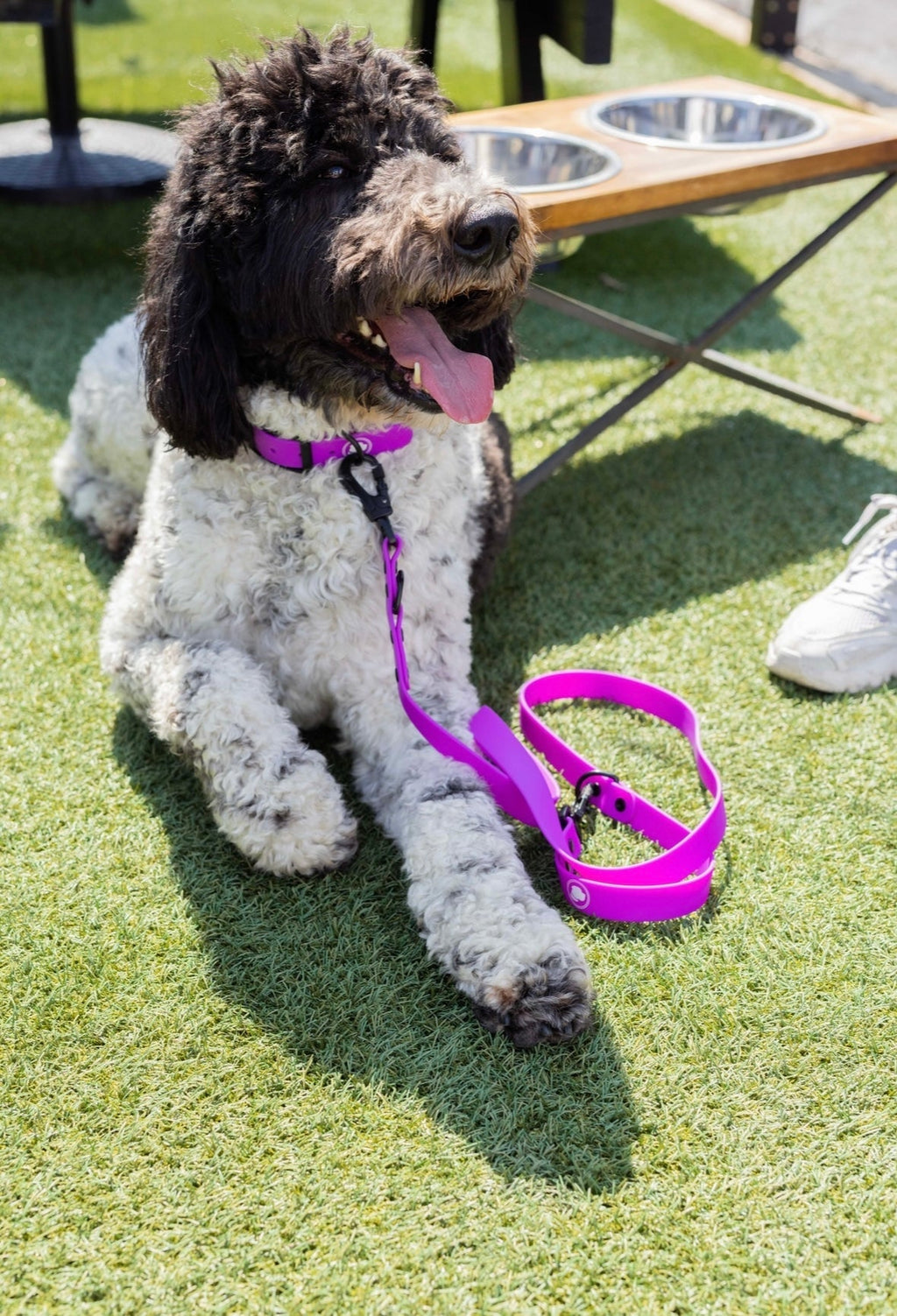 Electric Fuchsia Adjustable Dog Leash – All-Weather 54"