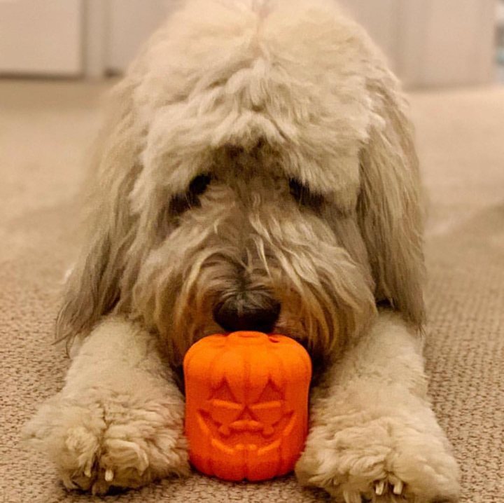 Dog Chew Toy Jack O Lantern Halloween Pumpkin Rubber Large USA - Detail Angle 5 | Majestic Pet Kingdom