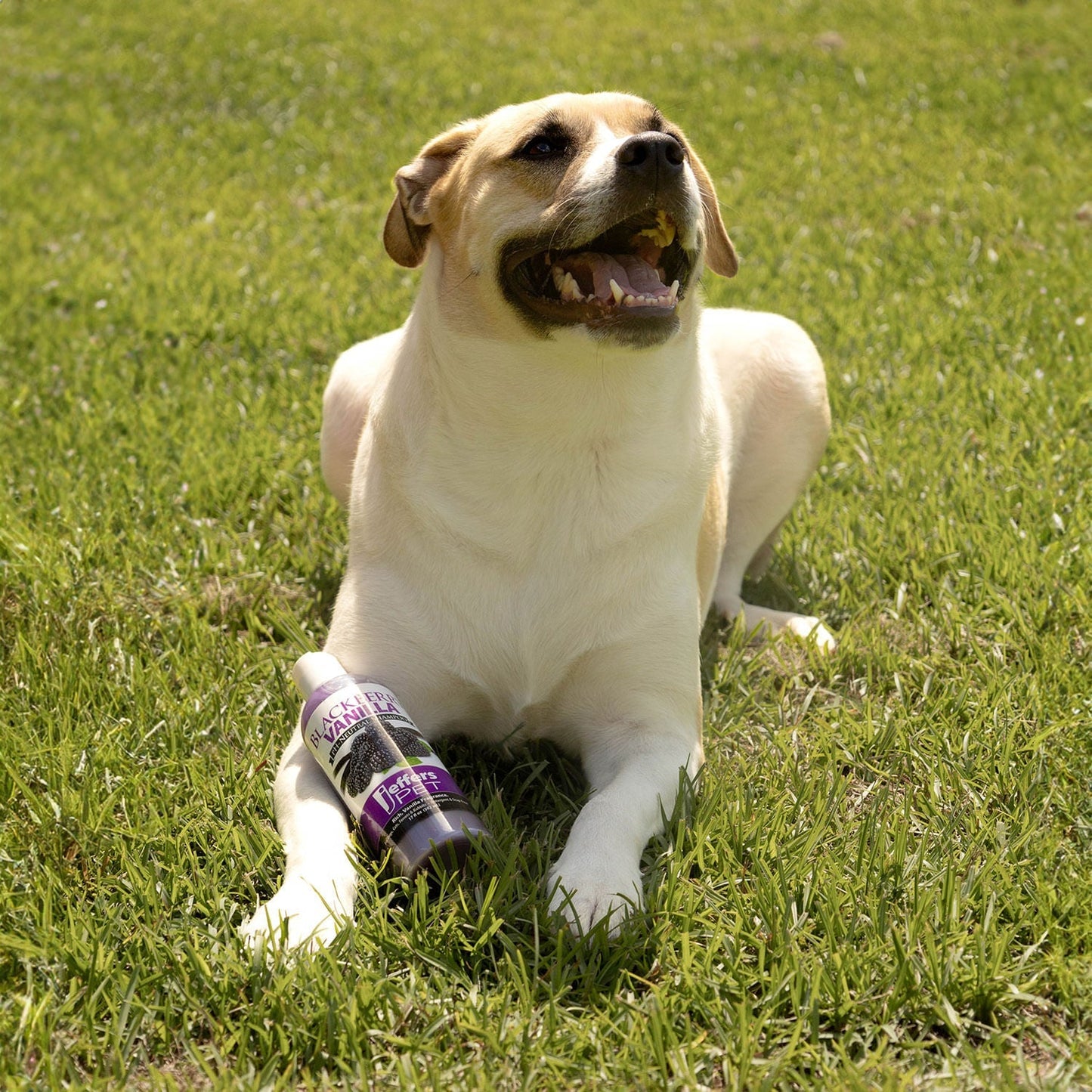 Luxury Pet Essentials - Purrfect Pet Kingdom™
