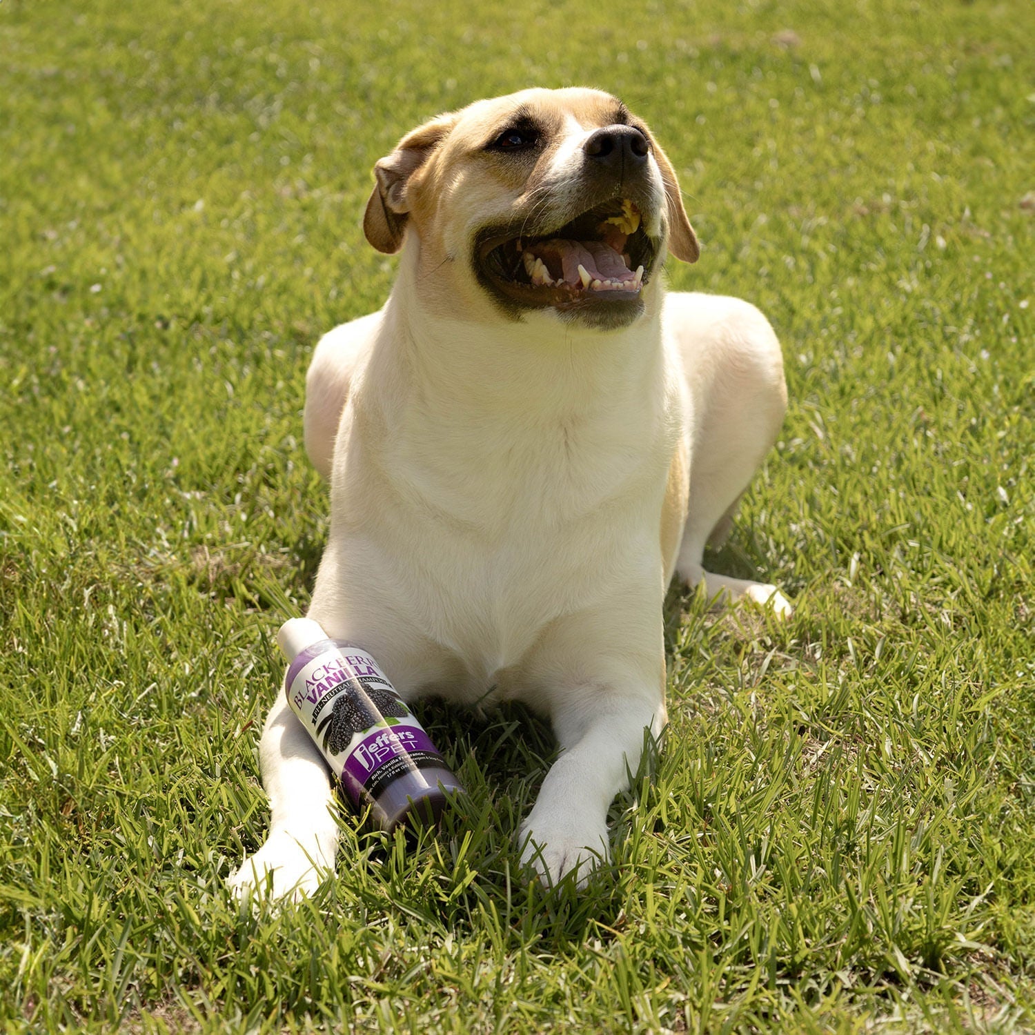 Luxury Pet Essentials - Purrfect Pet Kingdom™