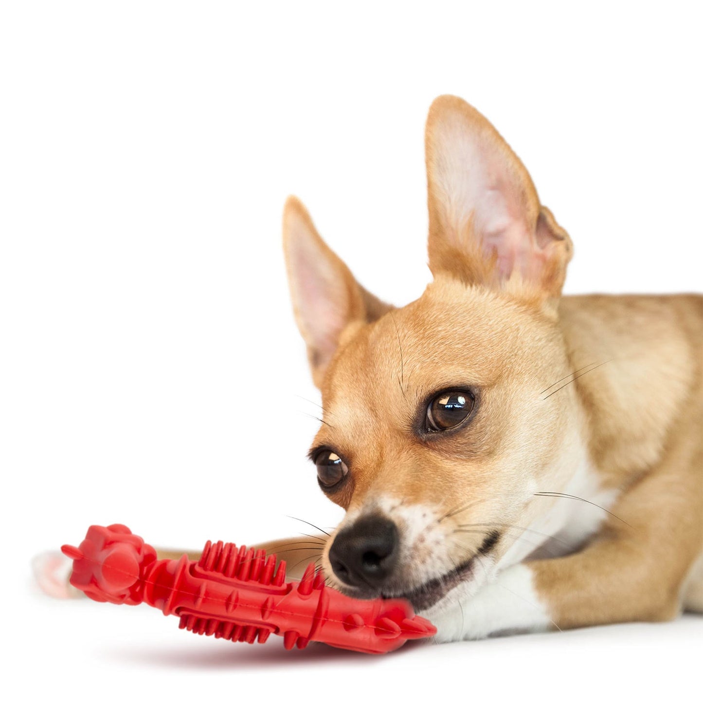Luxury Pet Essentials - Purrfect Pet Kingdom™