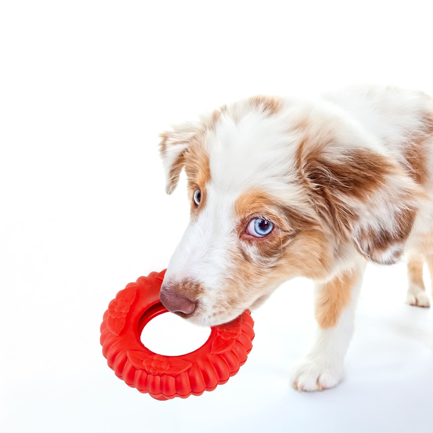 Luxury Pet Essentials - Purrfect Pet Kingdom™