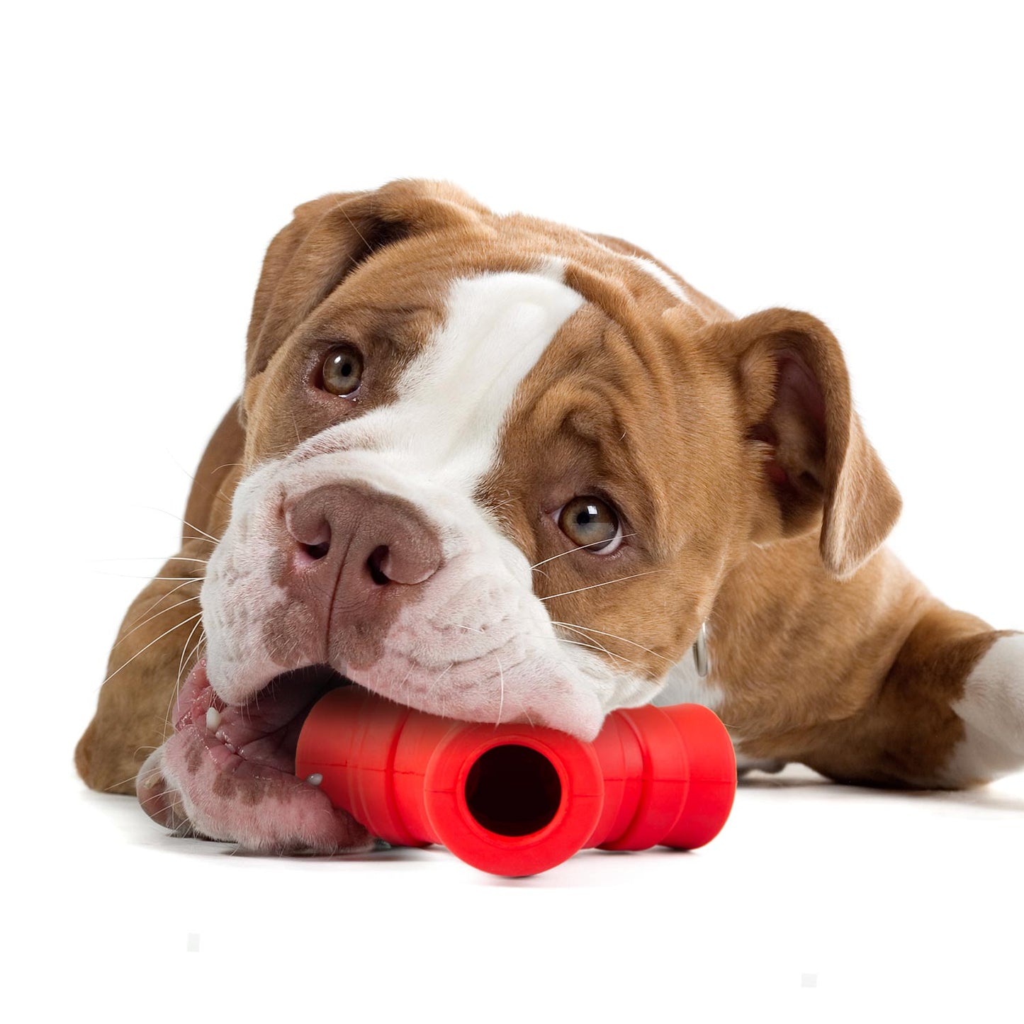 Luxury Pet Essentials - Purrfect Pet Kingdom™