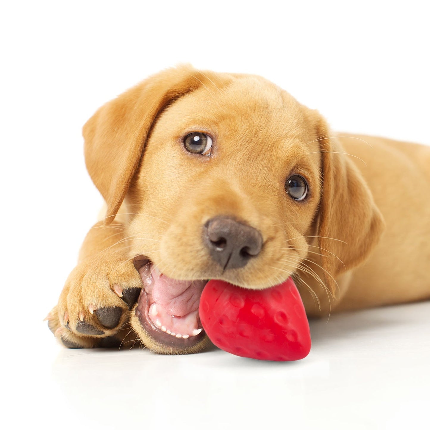 Luxury Pet Essentials - Purrfect Pet Kingdom™