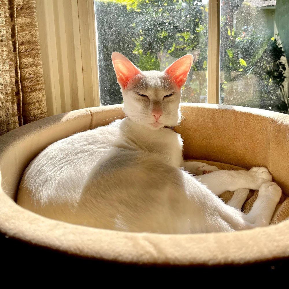 Luxury Pet Essentials - Purrfect Pet Kingdom™