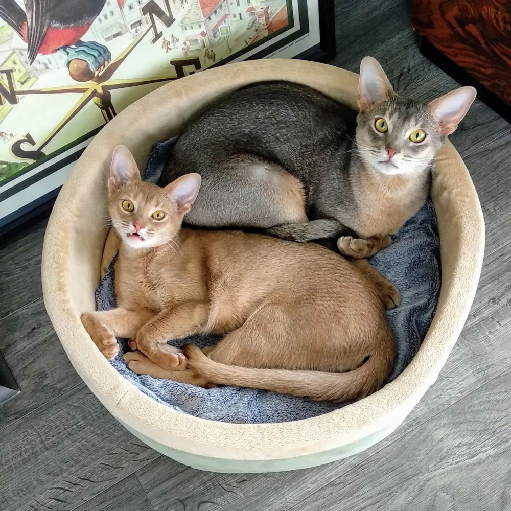 Luxury Pet Essentials - Purrfect Pet Kingdom™