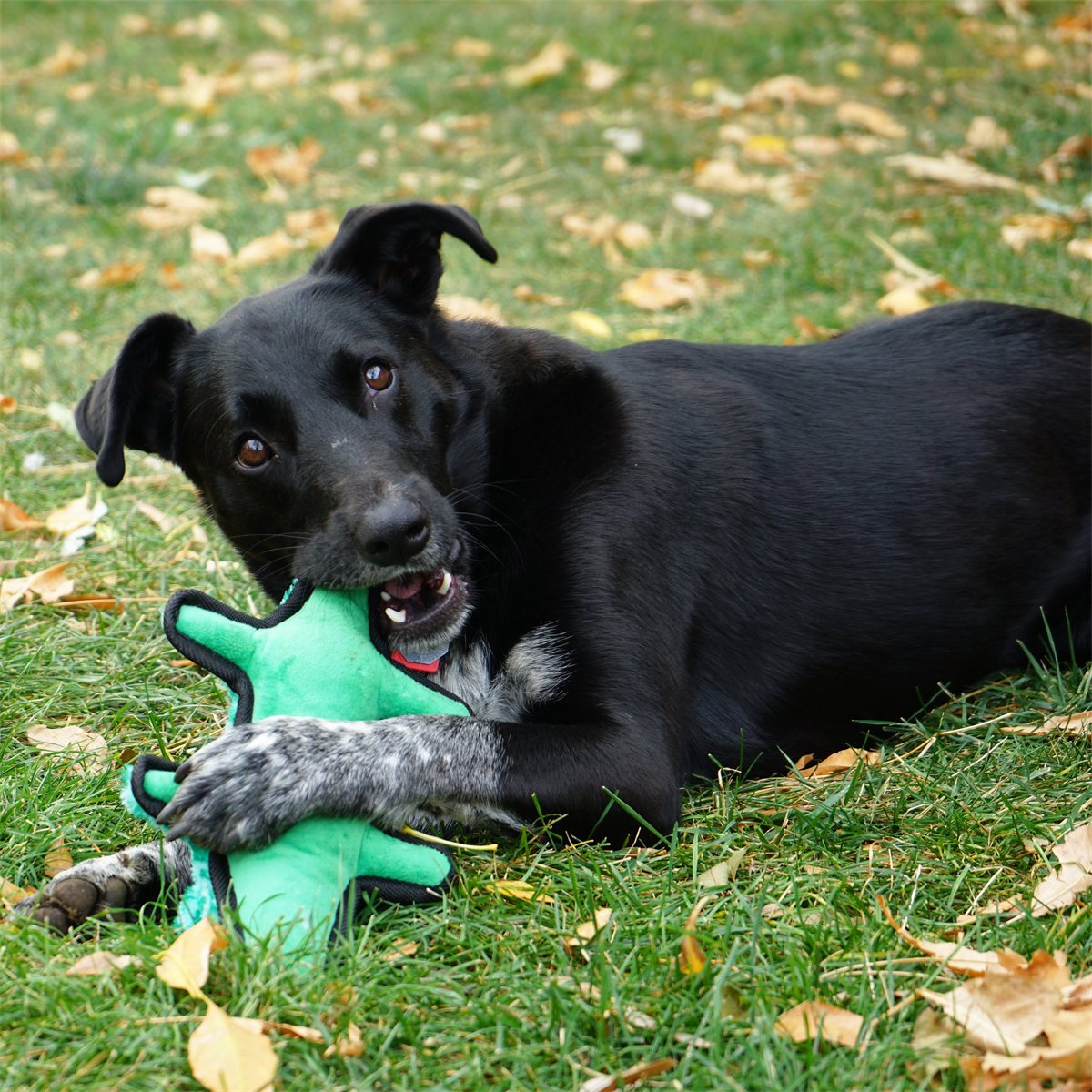 Dog Toy KONG Ballistic Alligator Tough Squeaky Plush Large - Detail Angle 3 | Majestic Pet Kingdom