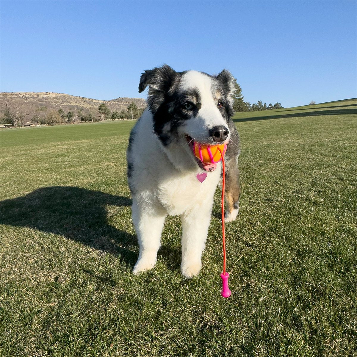 Dog Ball Toy KONG Bunji High Visibility Bungee Fetch Ball