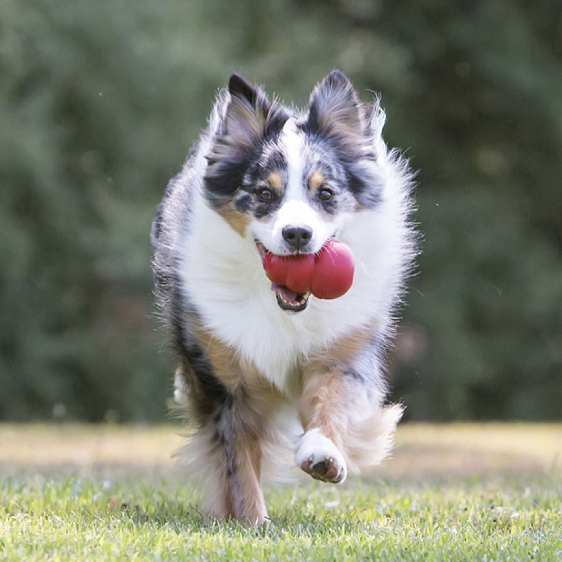 Luxury Pet Essentials - Purrfect Pet Kingdom™