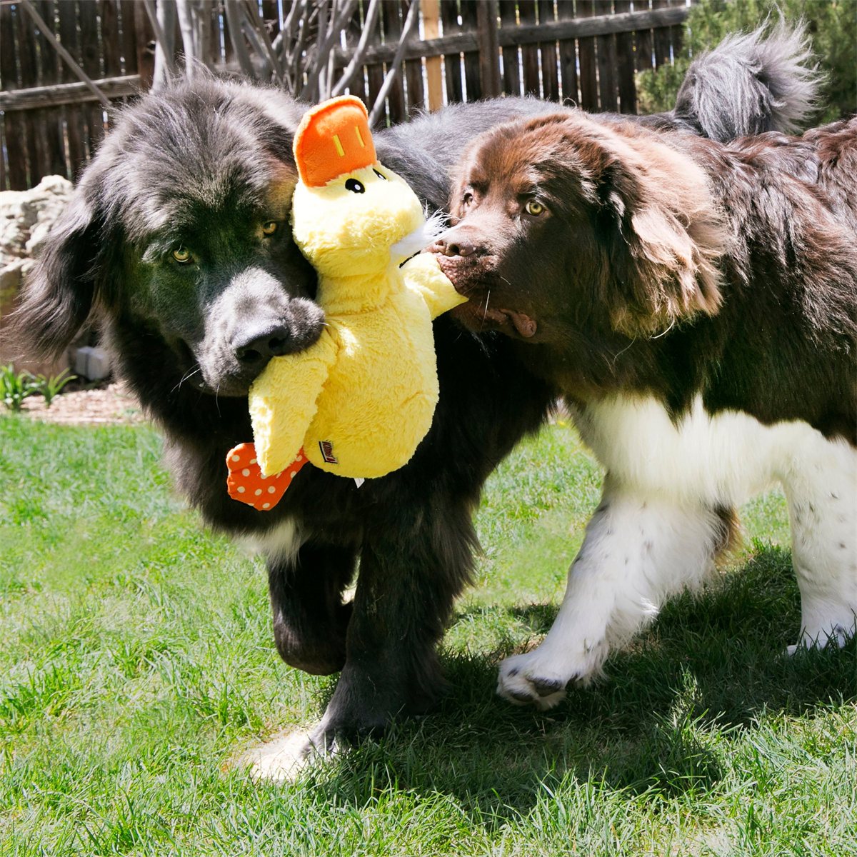 Dog Plush Toy KONG Comfort Duck Extra Large Squeaky Stuffed