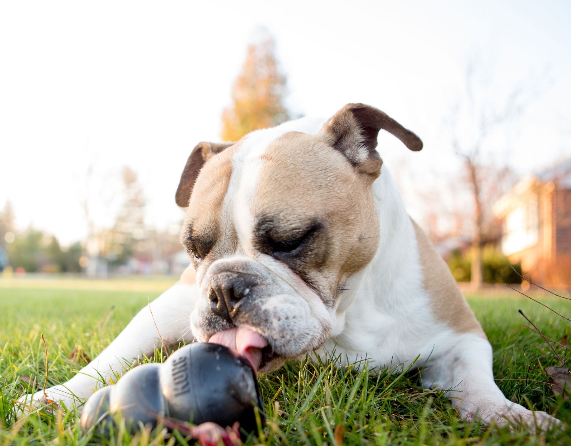 Luxury Pet Essentials - Purrfect Pet Kingdom™